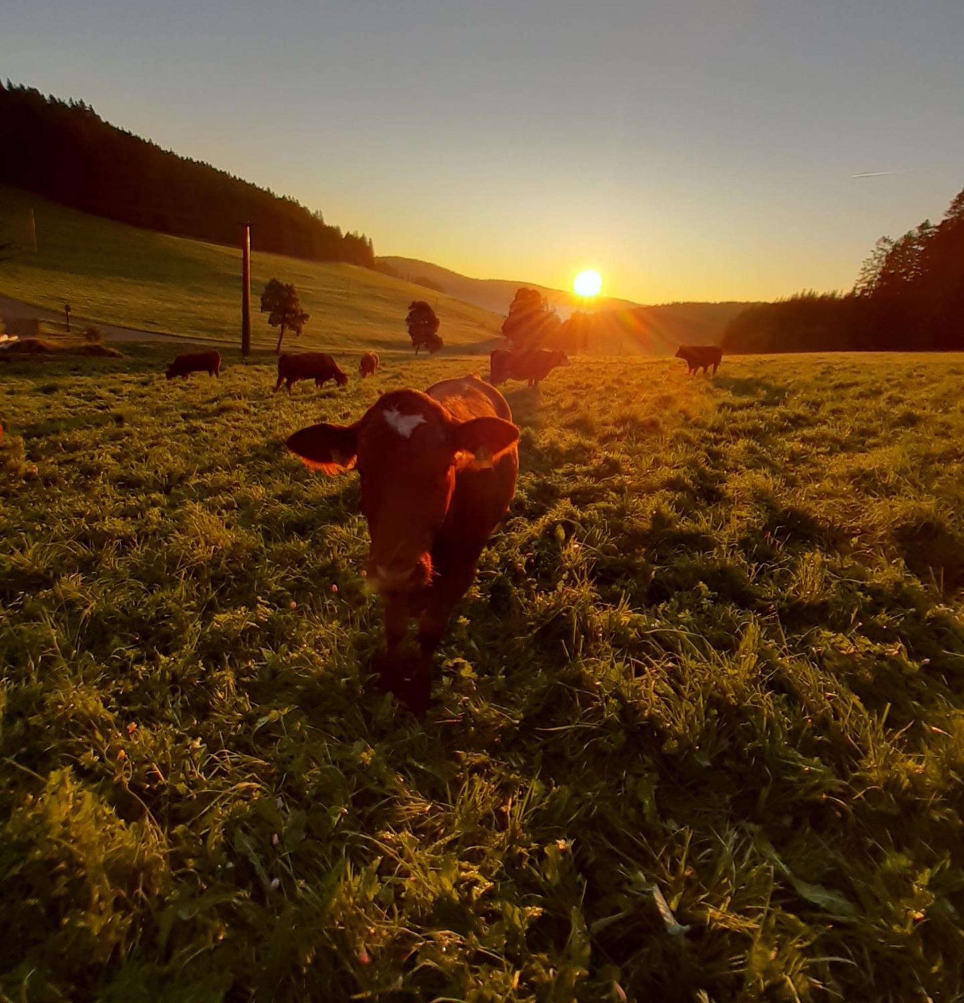 Oberengenbachhof Eisenbach (Breisgau-Hochschwarzwald) Exterior foto