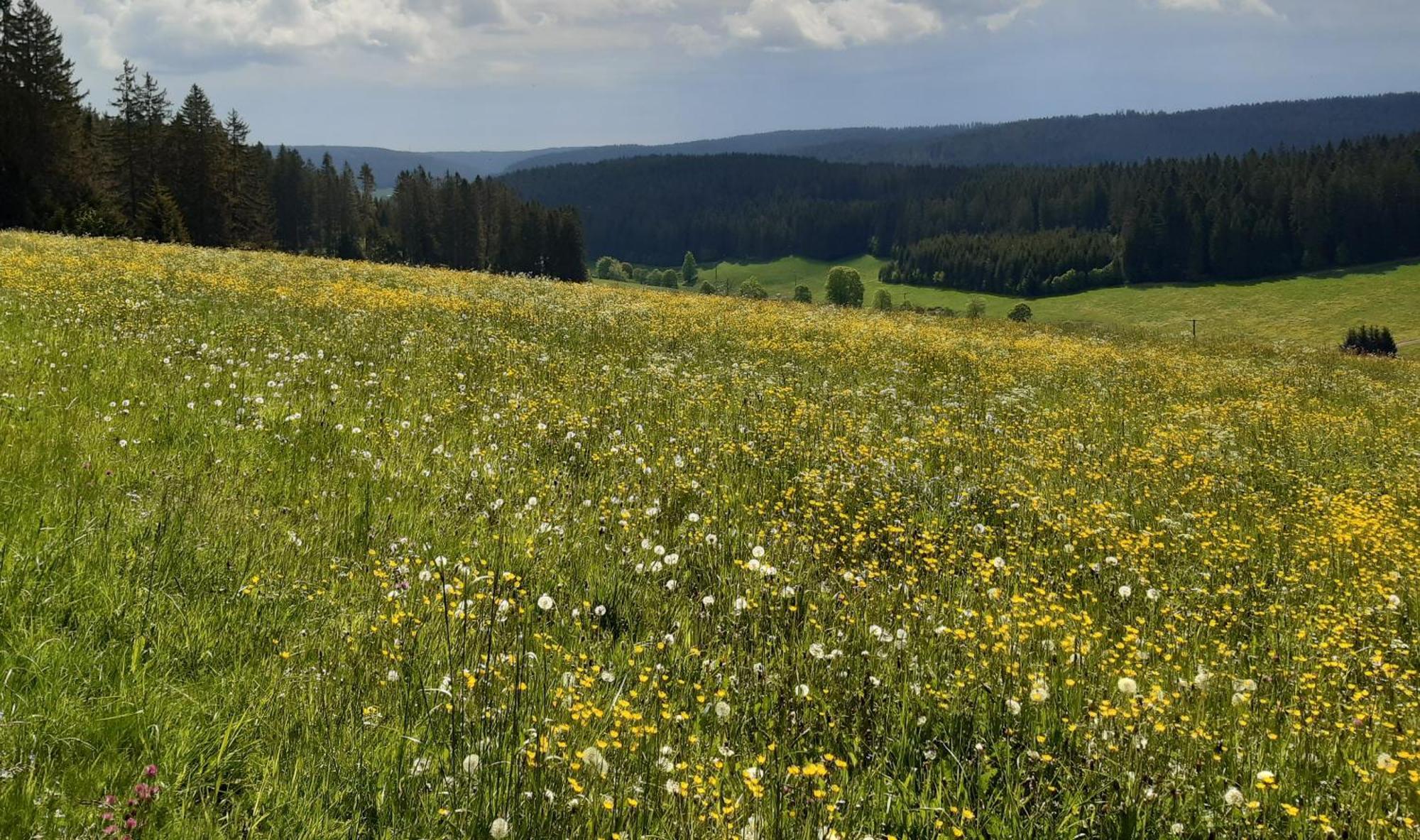Oberengenbachhof Eisenbach (Breisgau-Hochschwarzwald) Exterior foto
